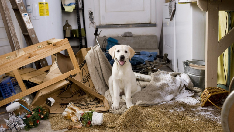 O que fazer quando os cães destroem tudo em casa (ou fazem chichi em todo o lado)