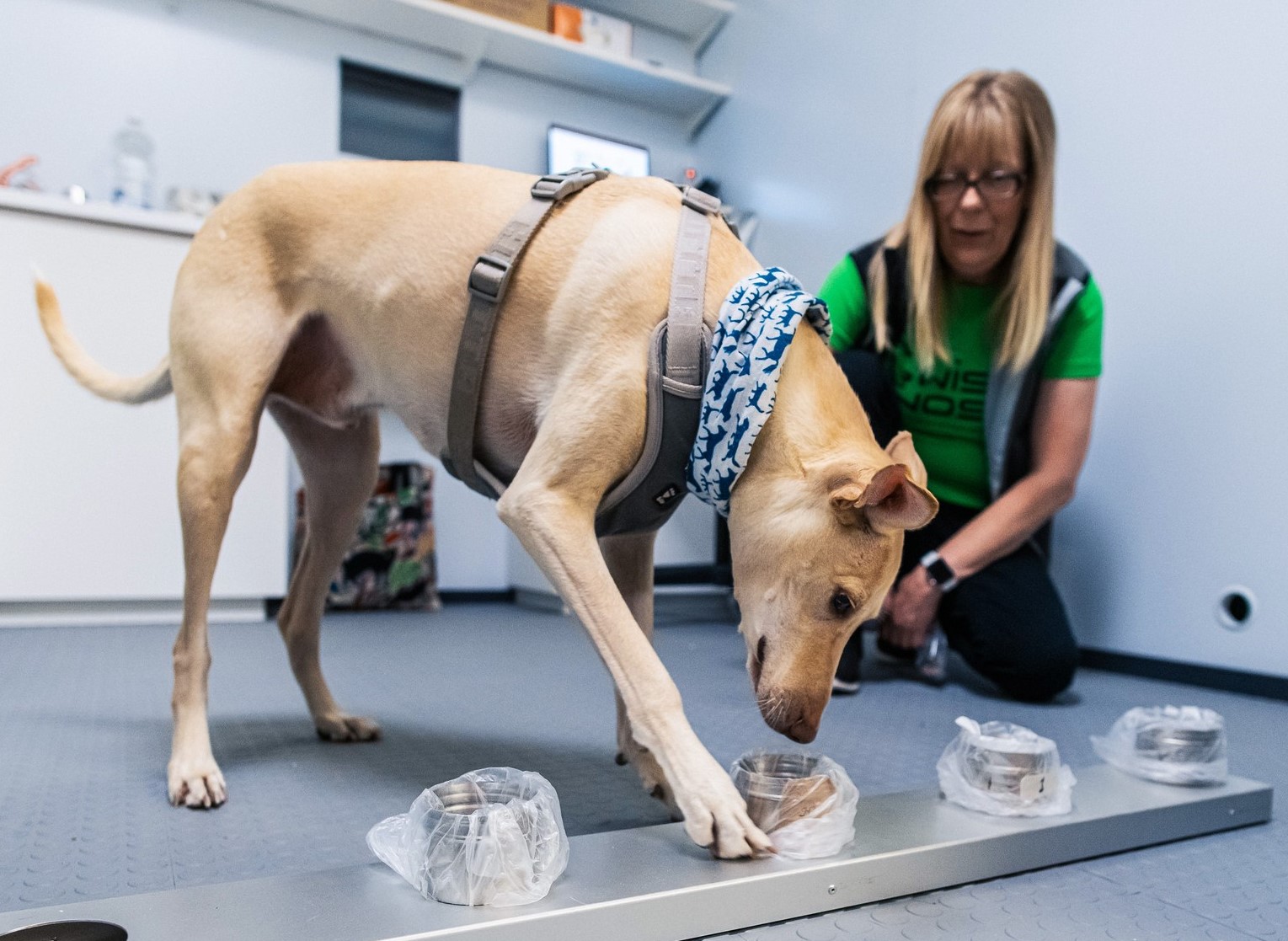 Podem os cães detetar COVID-19? Estudos dizem que sim e método já está a ser aplicado num aeroporto
