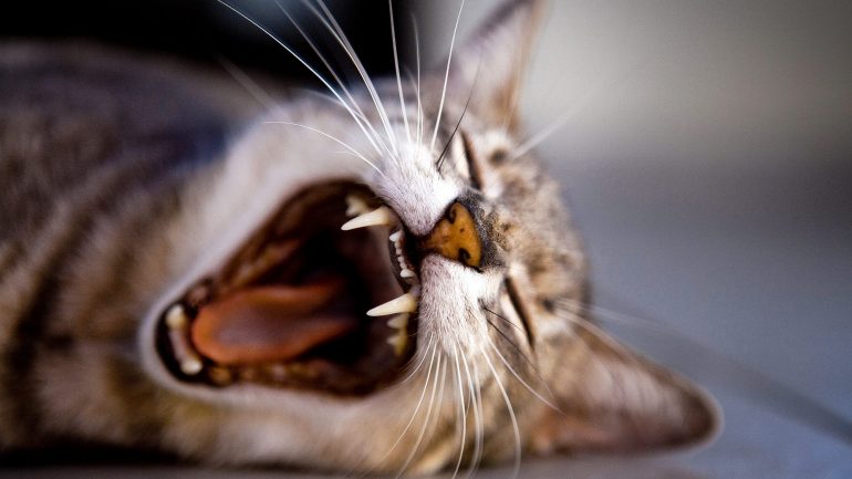 Dia Mundial dos Gatos. Eu adoro gatos, ela odeia-os