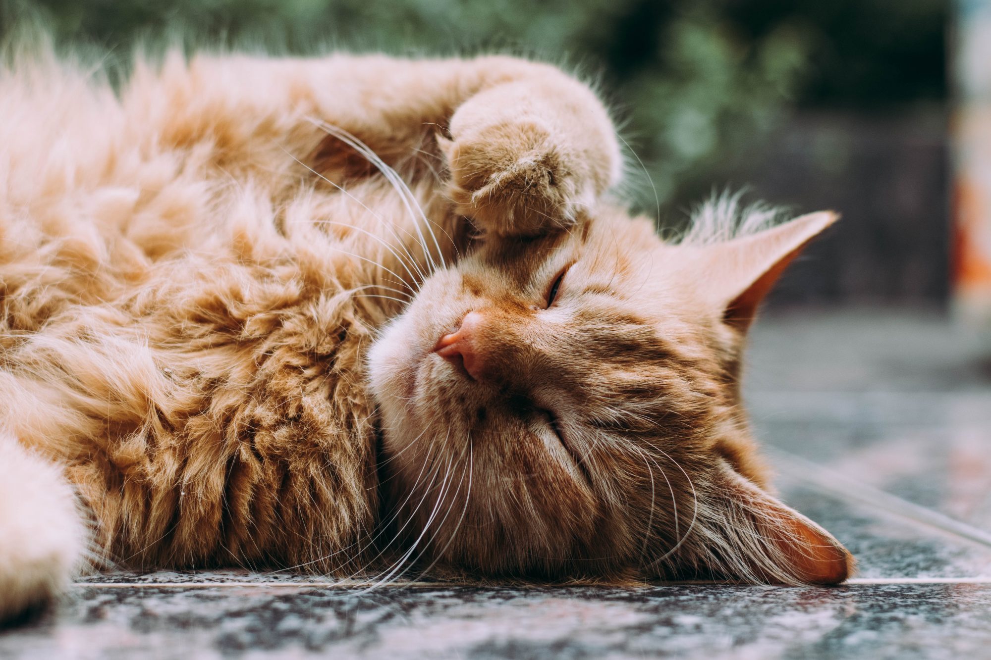 Dia Mundial dos Gatos. Eu adoro gatos, ela odeia-os