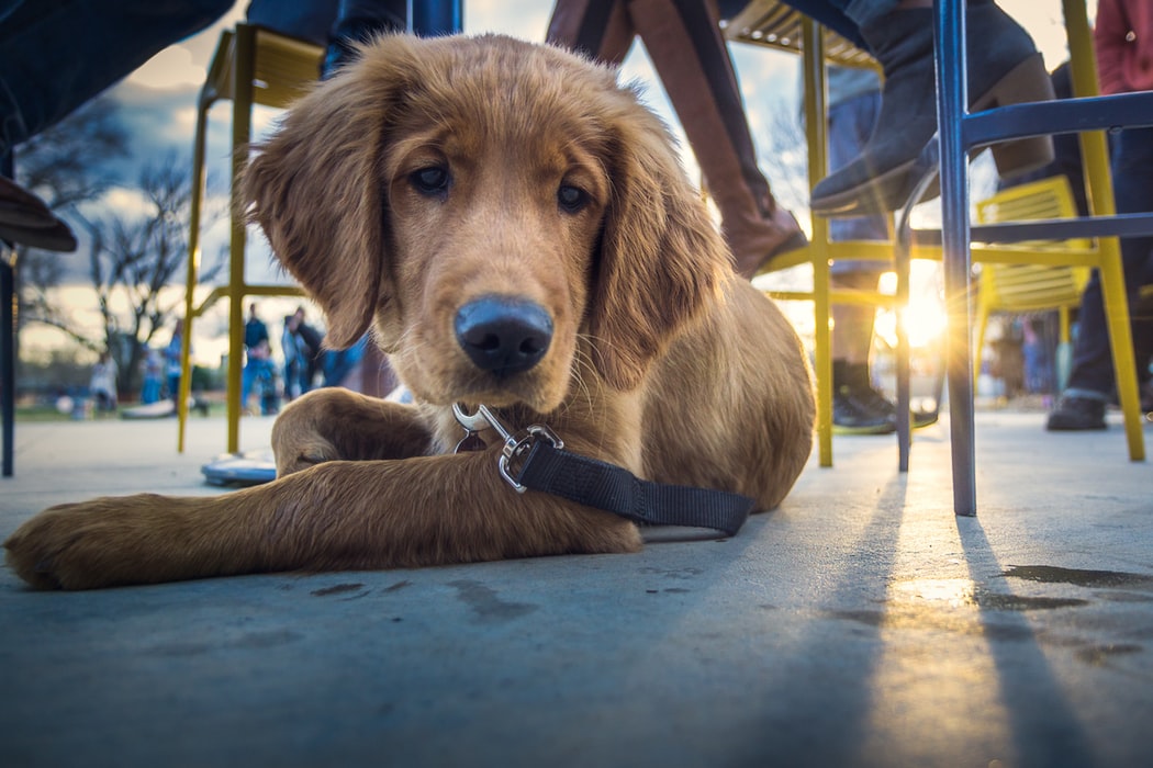 10 restaurantes onde pode ir comer e levar o cão