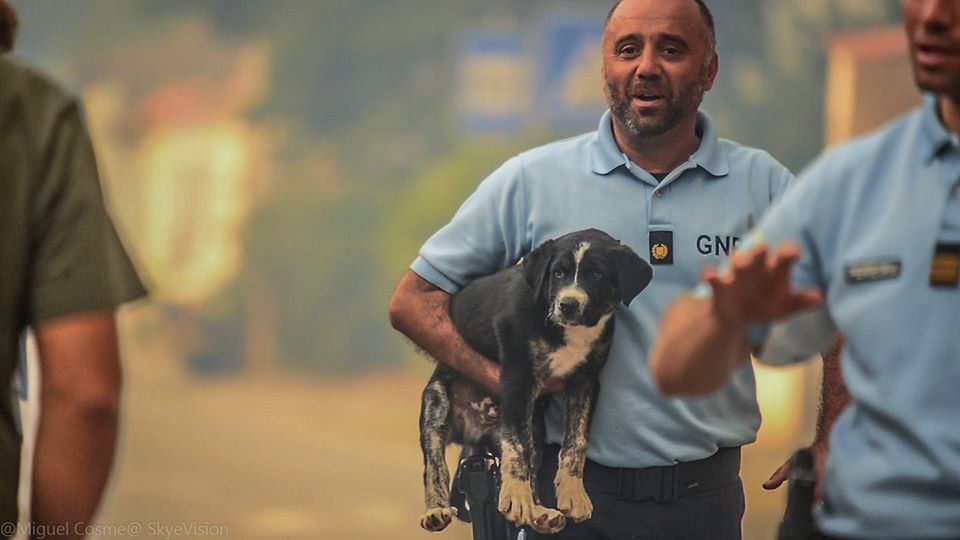 Como a população de Santo Tirso conseguiu salvar mais de uma centena de animais do abrigo ilegal em chamas