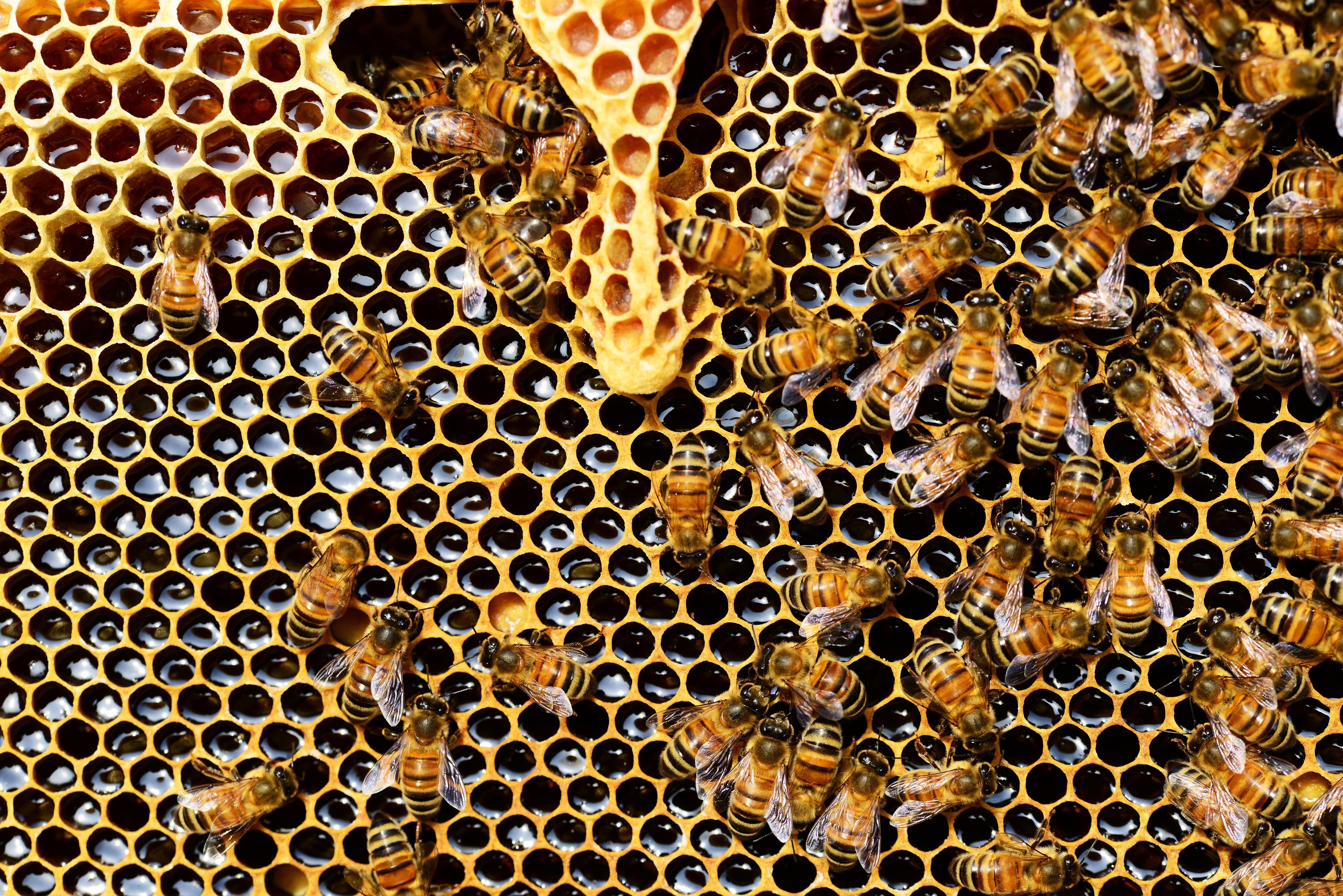 Dia Mundial da Abelha. 13 produtos que mostram como este animal contribui para o nosso dia-a-dia