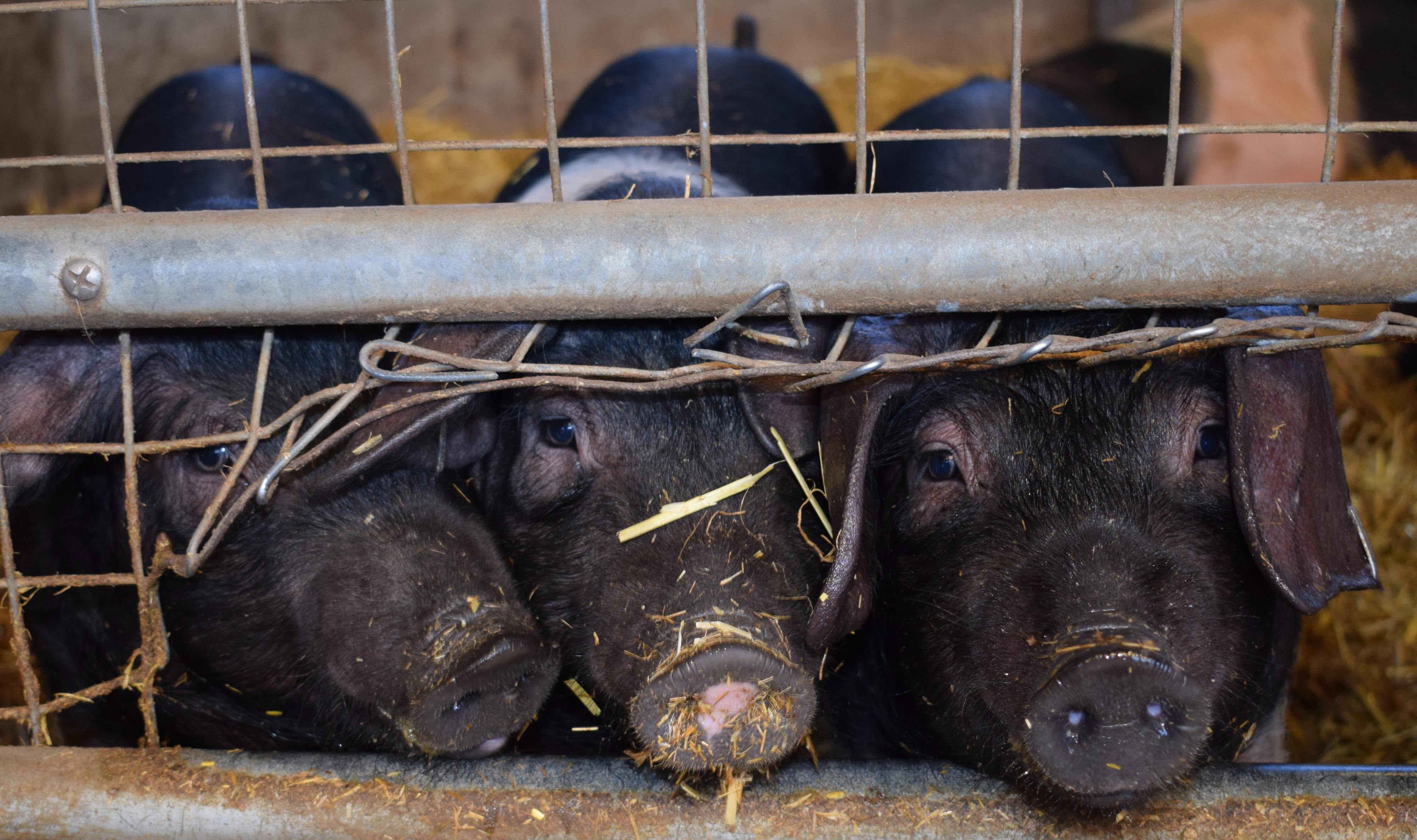 Sem compradores devido à pandemia, agricultores veem-se obrigados a matar e desperdiçar porcos