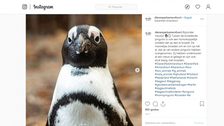 O jardim zoológico holandês descreveu o que aconteceu no Instagram 