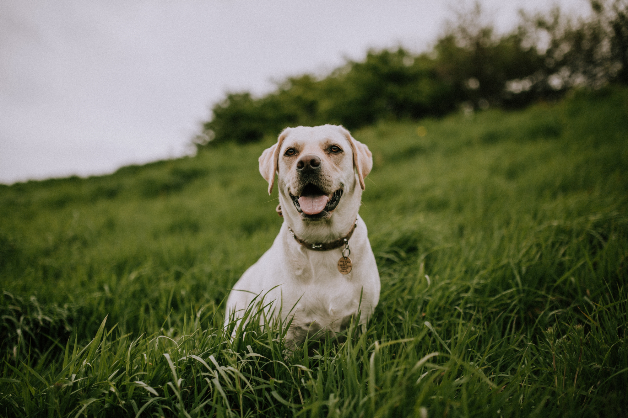 Alerta lenços de papel: o novo documentário da Netflix chama-se “Dogs”