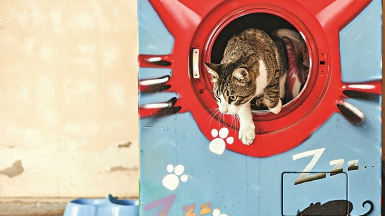 O projeto chama-se Aqui Há Gato e começou a ser implementado em outubro deste ano