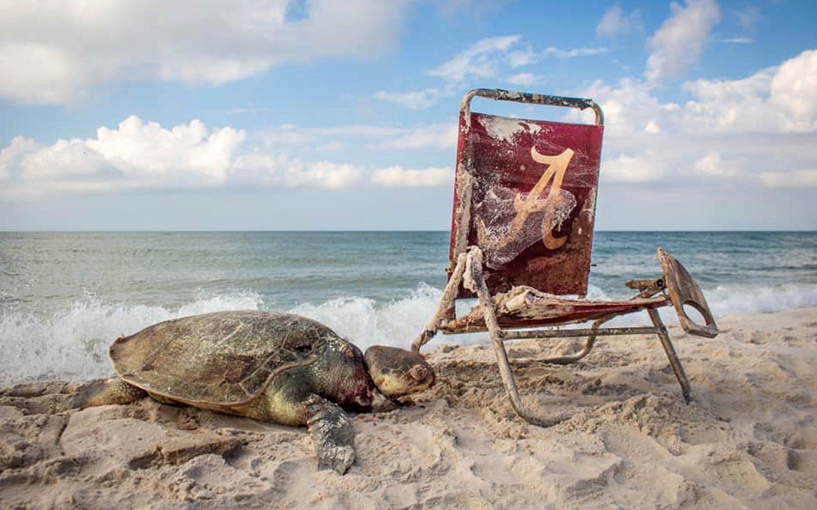 Esta tartaruga foi encontrada presa a uma cadeira de praia