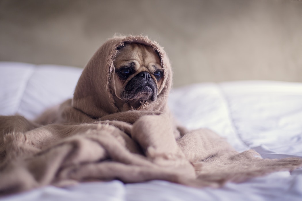 6 sinais para perceber se o seu animal de estimação está triste