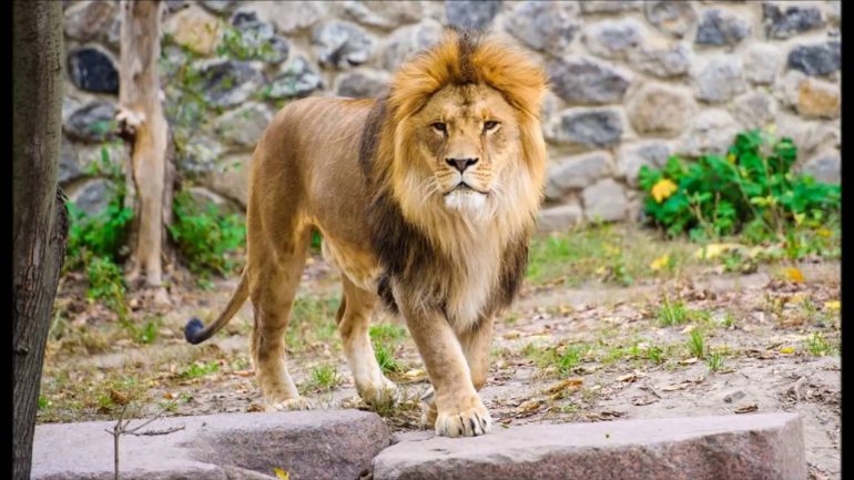 5 histórias de comportamentos estúpidos de homens que levaram à morte de animais em zoos