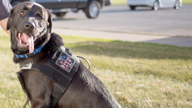 9 trabalhos curiosos que não sabíamos que os cães podiam ter