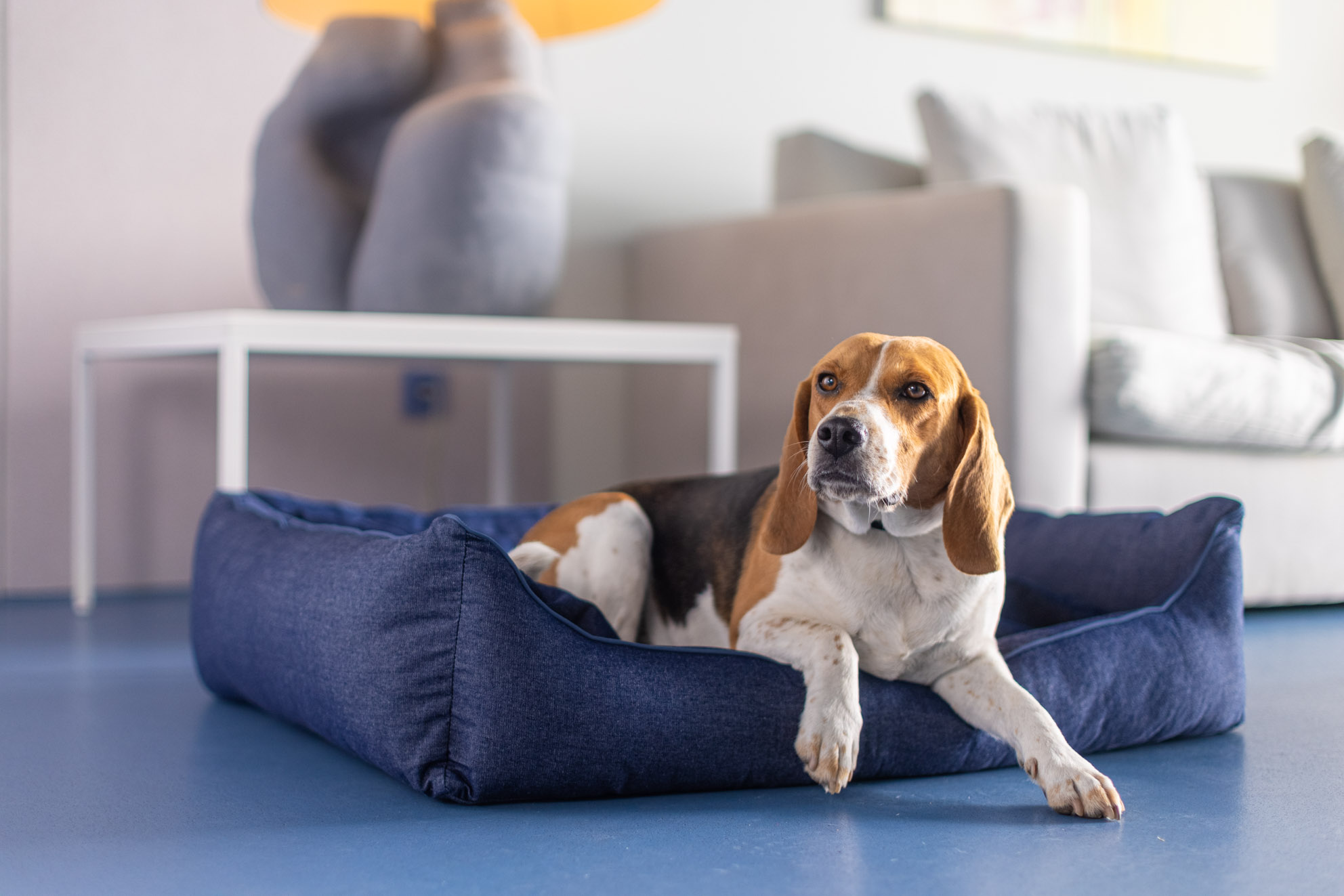5 hotéis para dar uma experiência de luxo aos seus animais de estimação