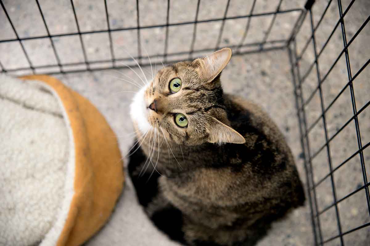 É mais fácil ensinar uma cria? Mitos e factos sobre a adoção de um animal mais velho