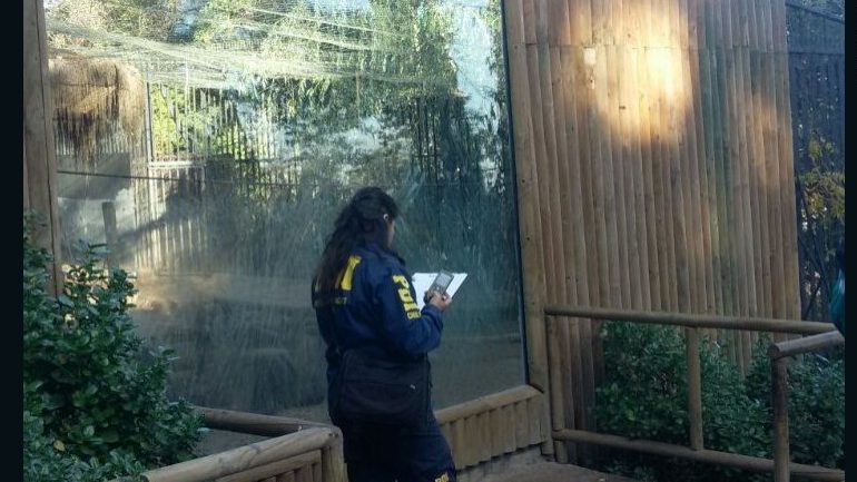 5 histórias de comportamentos estúpidos de homens que levaram à morte de animais em zoos