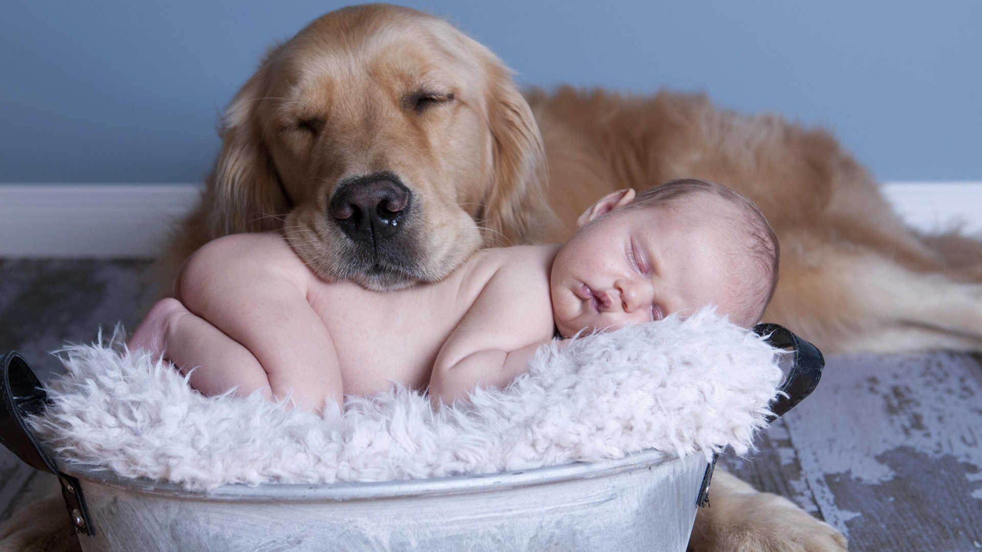 Qual a melhor raça de cães por tipo de pessoa?