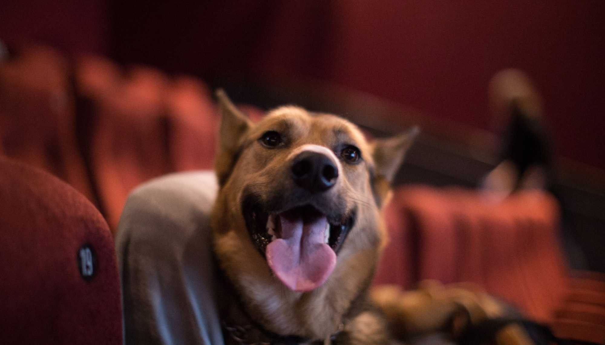 Vai poder ver um filme no Cinema City com o seu cão