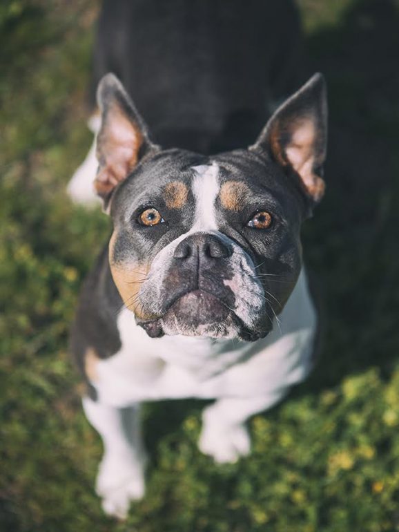 7 Truques para tirar fotos incríveis ao seu cão