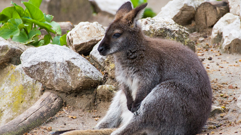 Canguru de Bennett | Jardim Zoológico