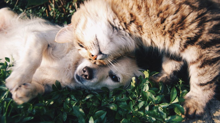 Afinal, os gatos são tão leais quanto os cães