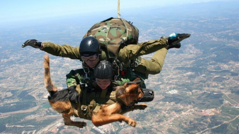 9 trabalhos curiosos que não sabíamos que os cães podiam ter