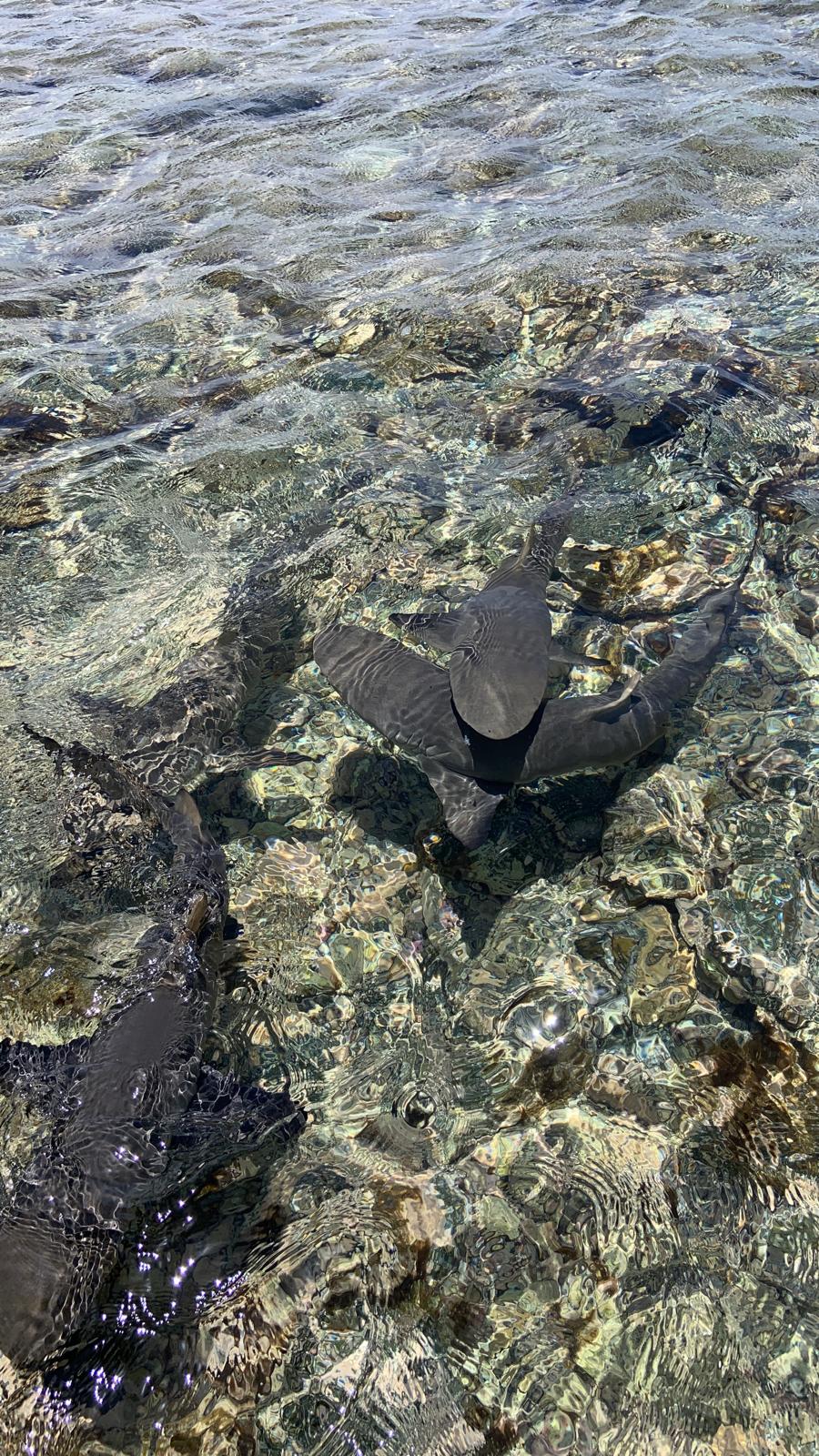 Shark Bay