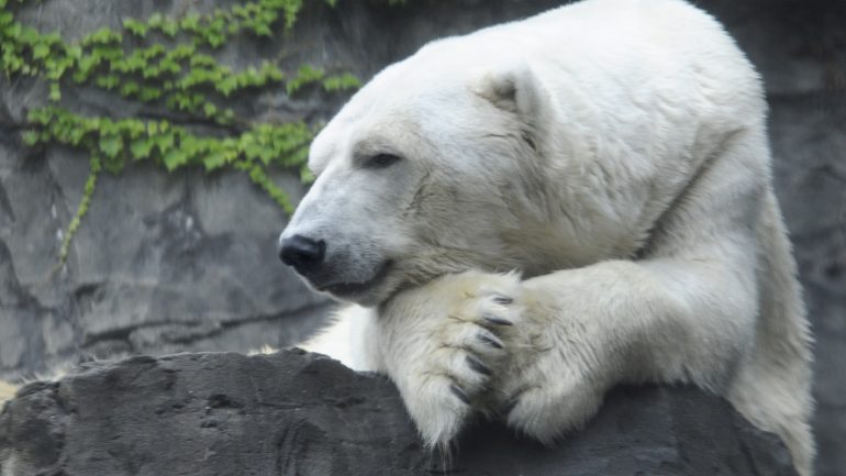 5 histórias de comportamentos estúpidos de homens que levaram à morte de animais em zoos