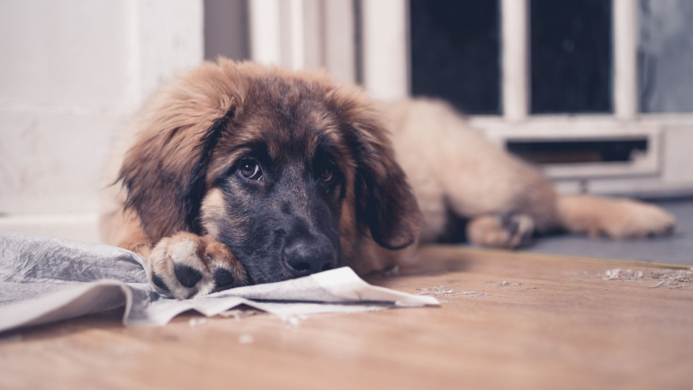 O que fazer quando os cães destroem tudo em casa (ou fazem chichi em todo o lado)