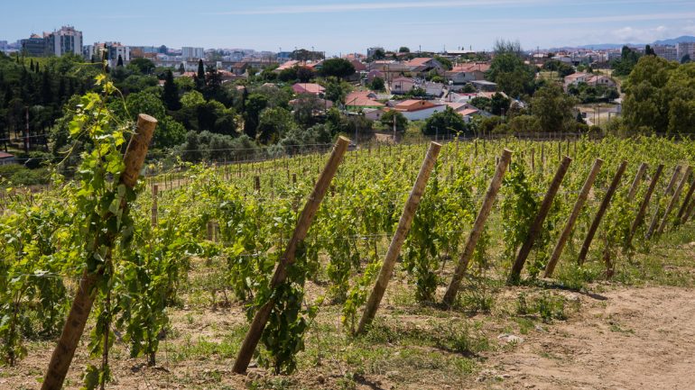 8 jardins que vai poder conhecer de borla este fim de semana (e as suas histórias incríveis)