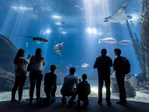 Até 16 de dezembro, as crianças não pagam no Oceanário de Lisboa, o “local mais notável” do mundo