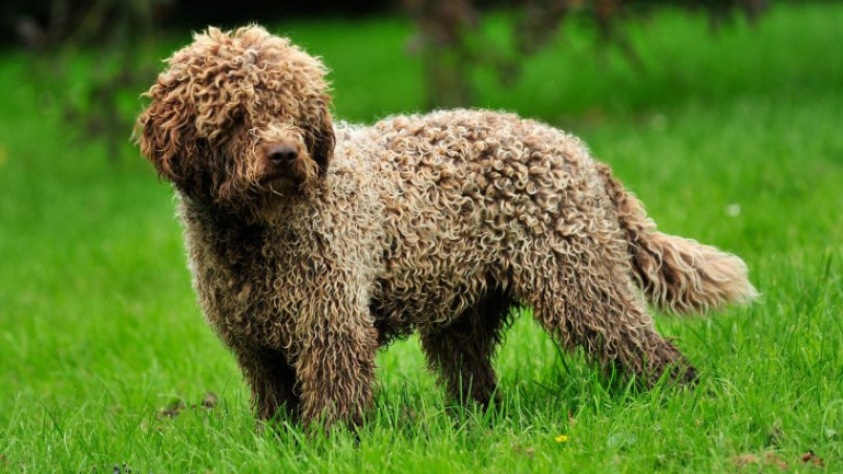 9 trabalhos curiosos que não sabíamos que os cães podiam ter