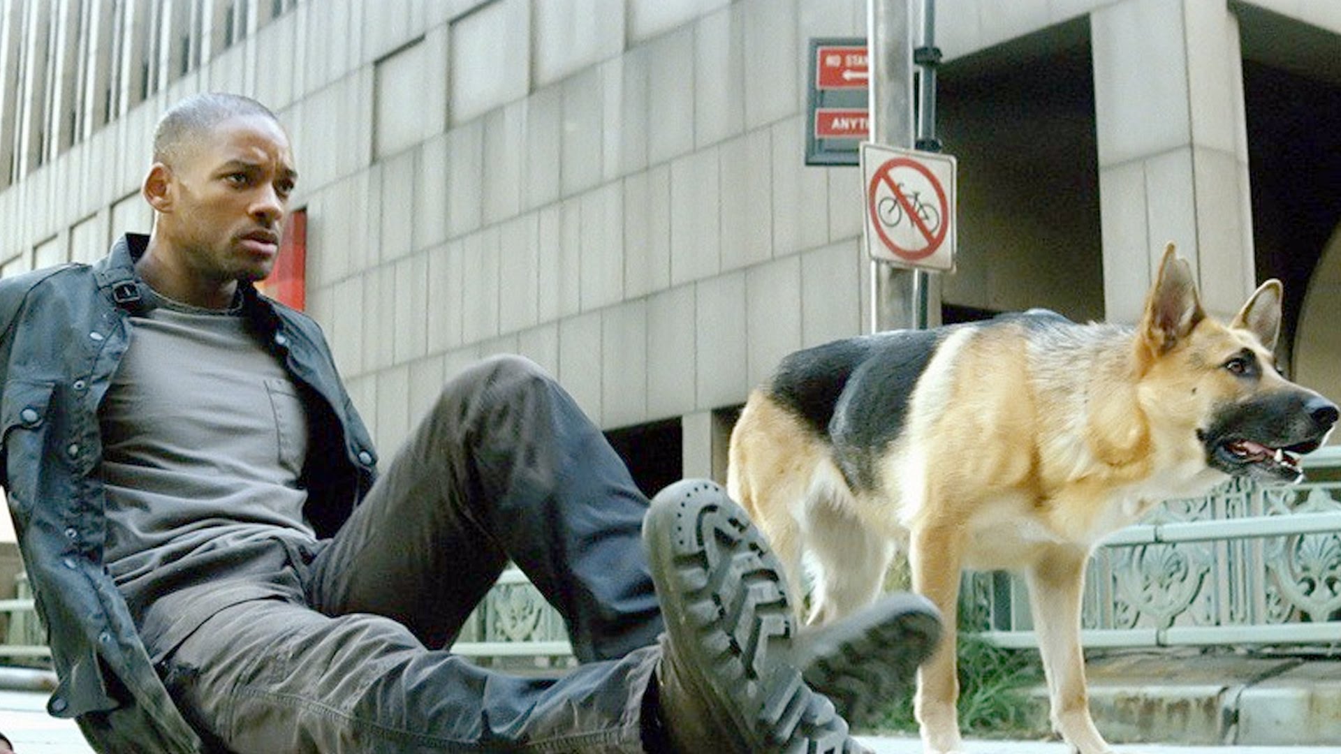 Lembra-se do cão de “Eu Sou uma Lenda” que contracenou com Will Smith?