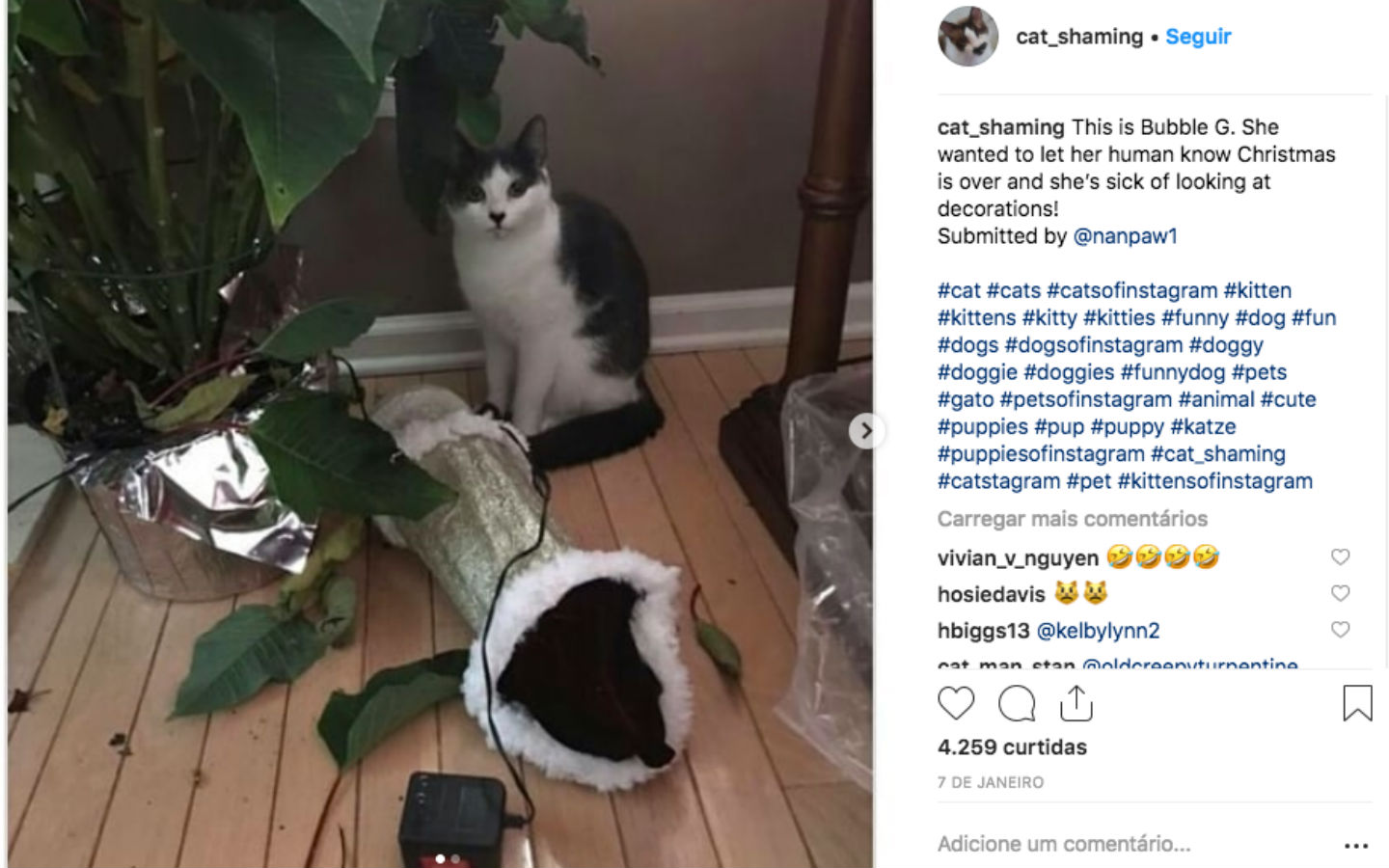 Estes gatos só fazem disparates — e os donos humilham-nos no Instagram