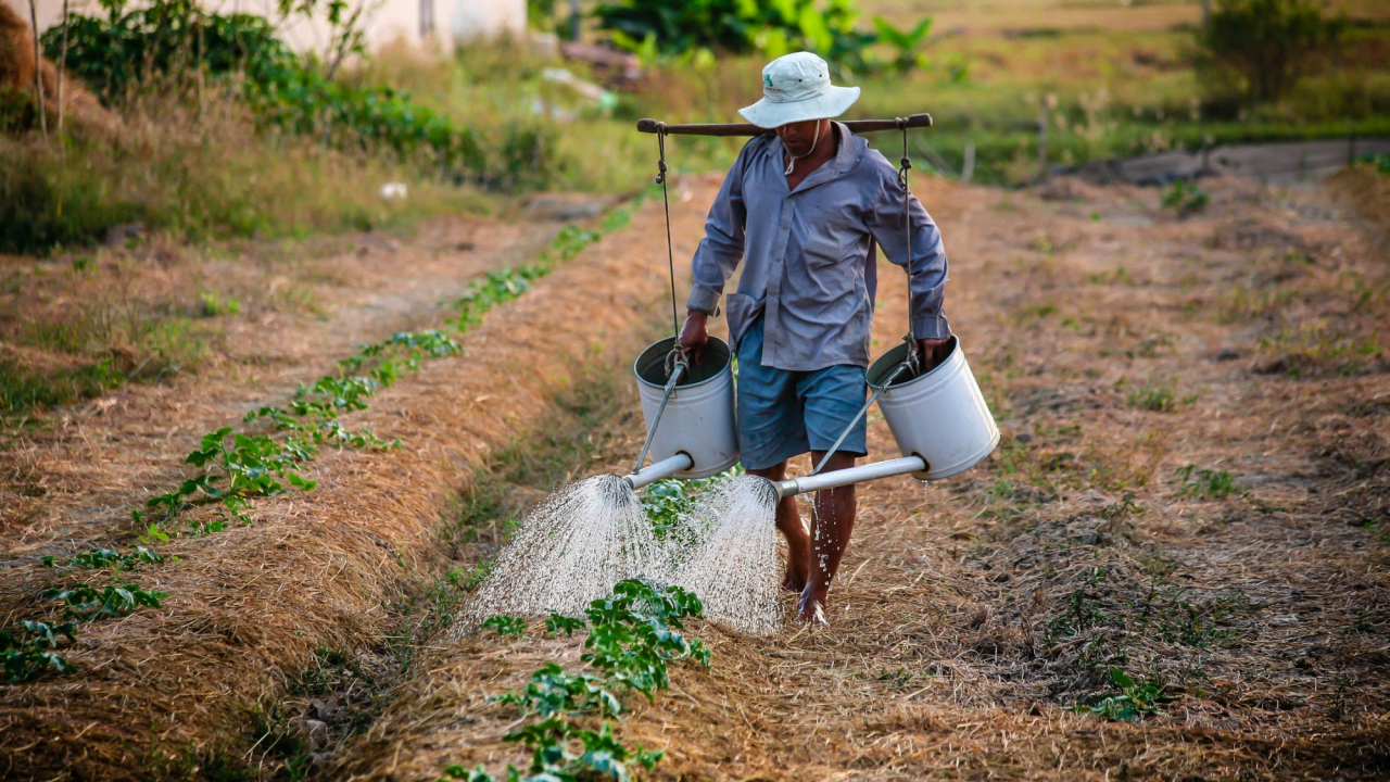Jovens agricultores podem habilitar-se a ter apoio sob forma de subsídio não reembolsável