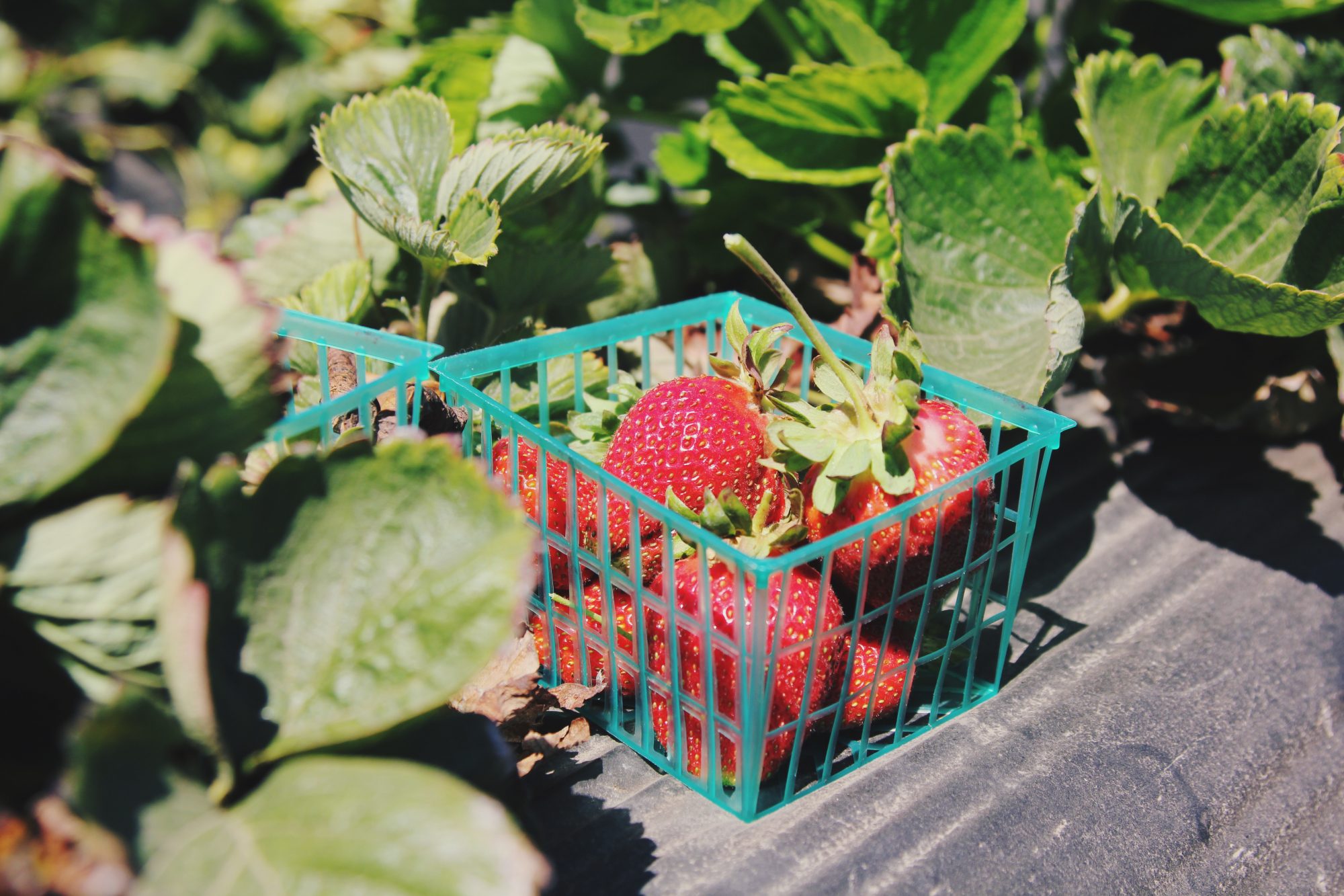 Os morangos são a fruta com mais pesticidas (e a seguir vêm os espinafres)