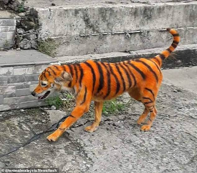 Cão abandonado foi pintado com tinta para se parecer com um tigre. Caso está a ser investigado