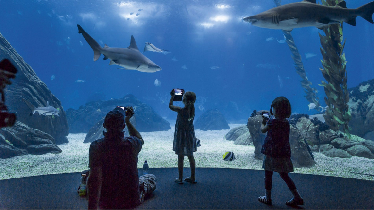 Com esta nova campanha, vai poder levar os miúdos ao Oceanário de Lisboa sem pagar. Saiba como