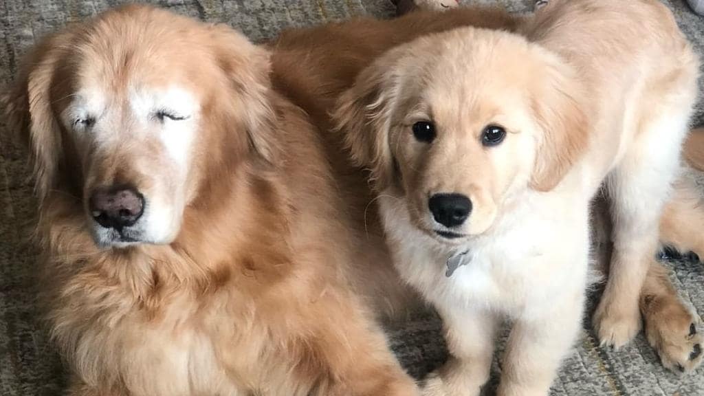 Cão cego tem cão-guia para o ajudar — e são os melhores amigos