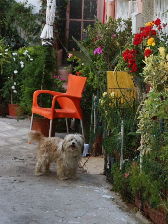 8 jardins que vai poder conhecer de borla este fim de semana (e as suas histórias incríveis)