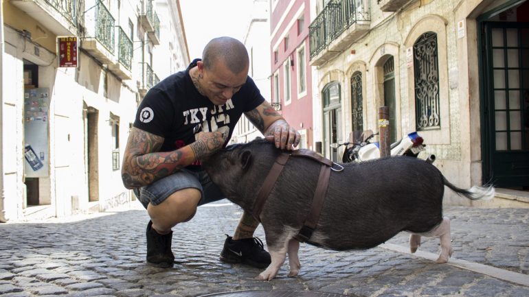 Kako usou bolachas com baixo teor de açúcar para forçar Bacon a pousar para a fotografia