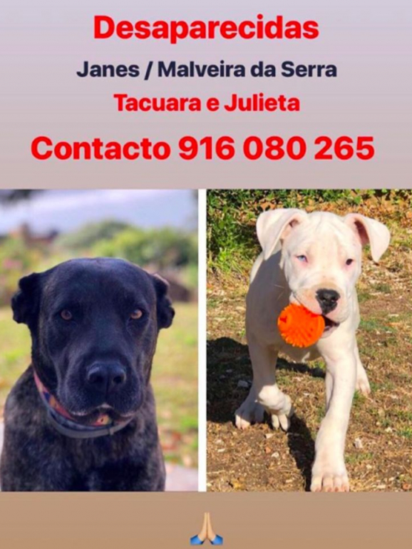 Julieta, à direita, tem apenas três meses e meio