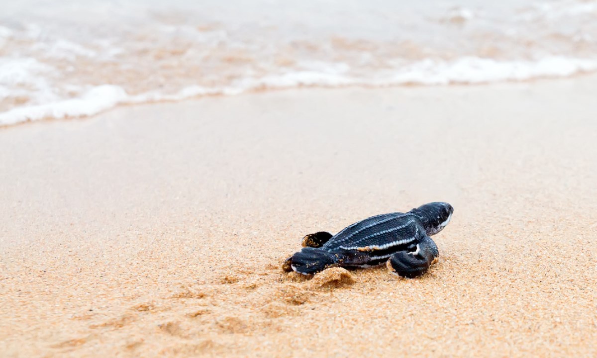 Assistimos ao incrível espetáculo da desova das tartarugas em Cabo Verde