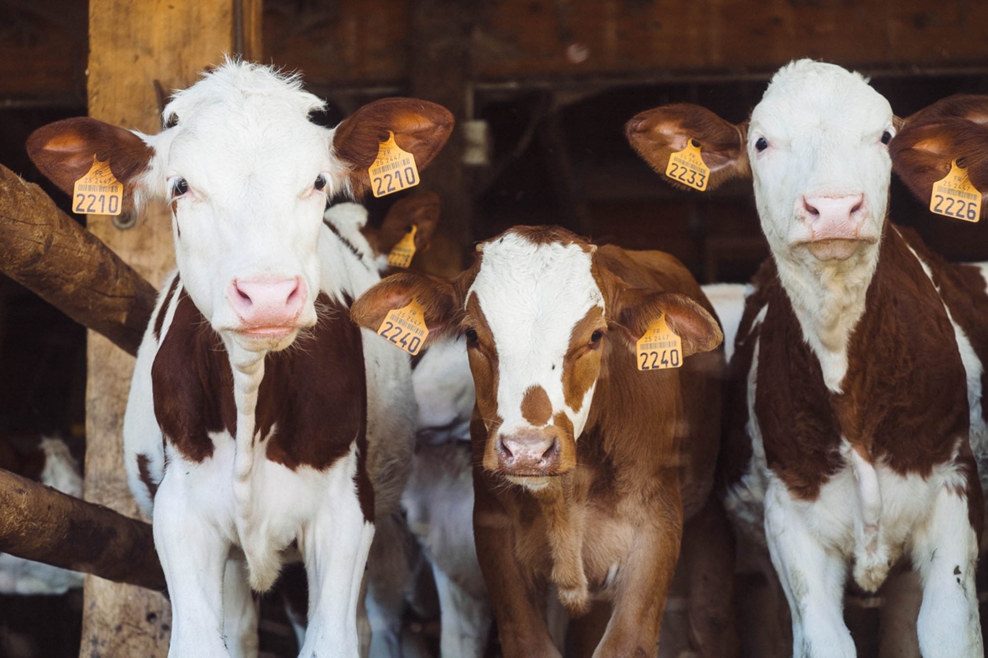Quer deixar de comer carne? Veja estes documentários