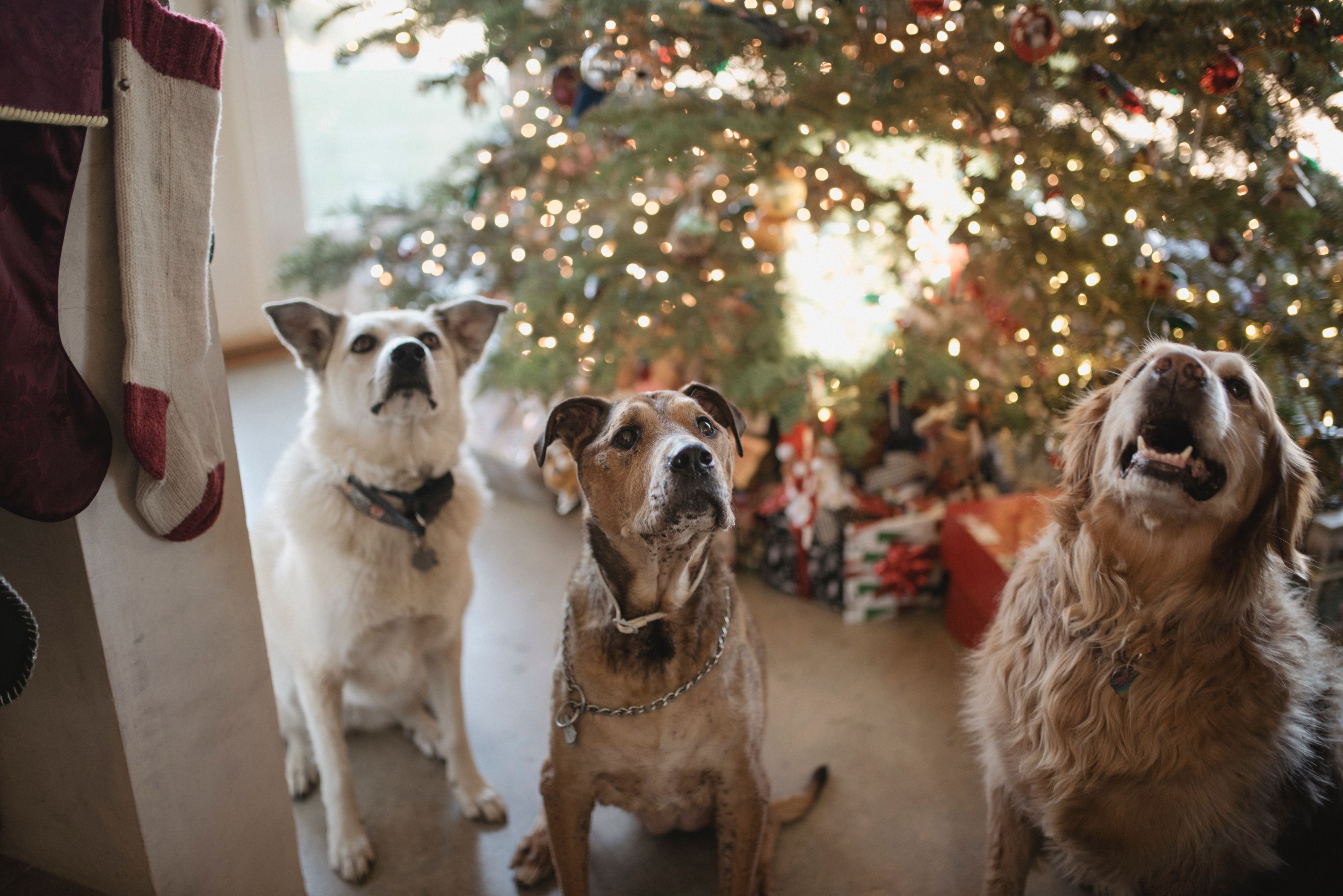 Há uma festa de Natal para animais e até têm direito a concerto de Lena d’Água
