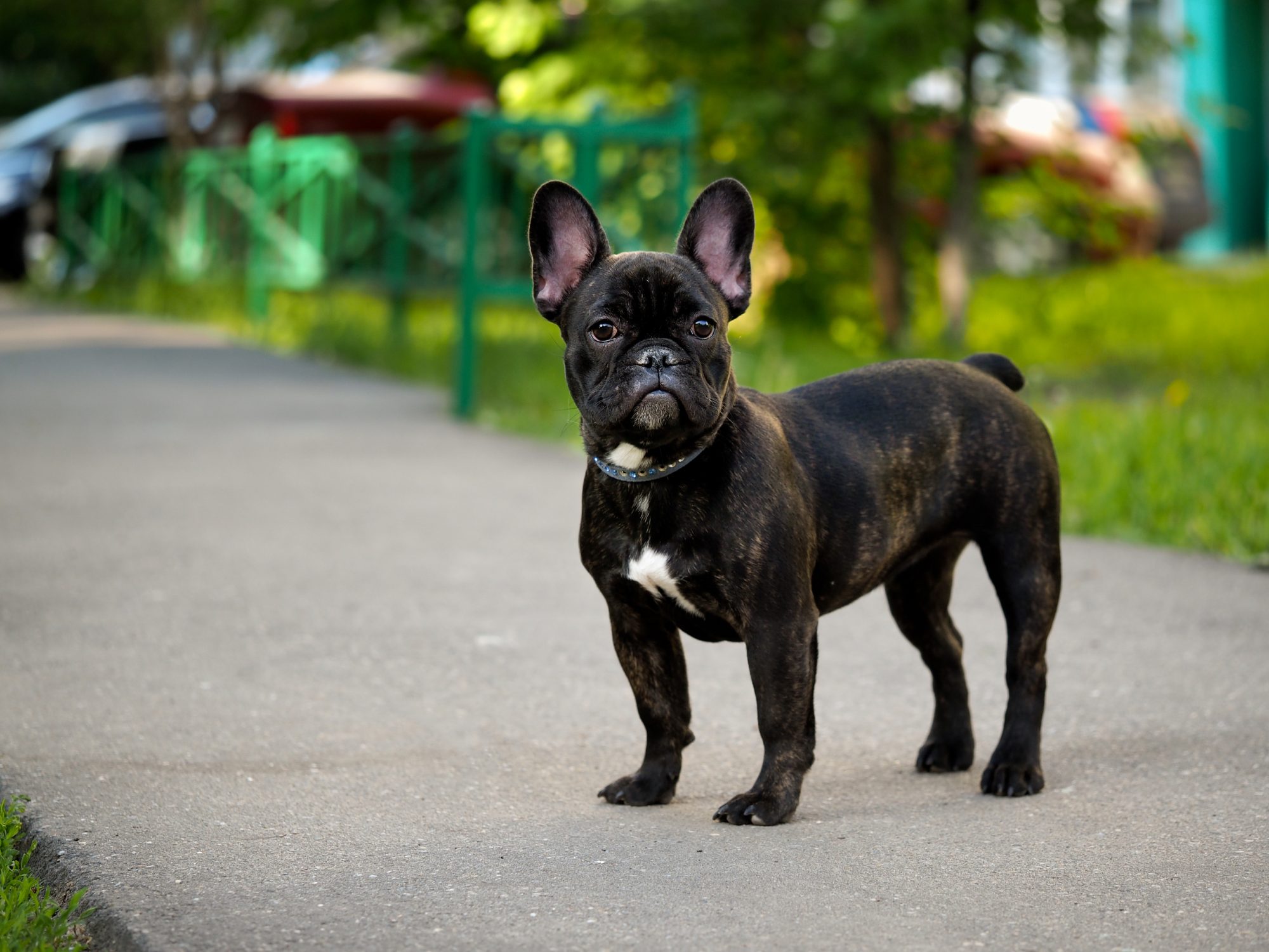 Animais. Estudo médico alerta para os problemas de saúde do Bulldog Francês