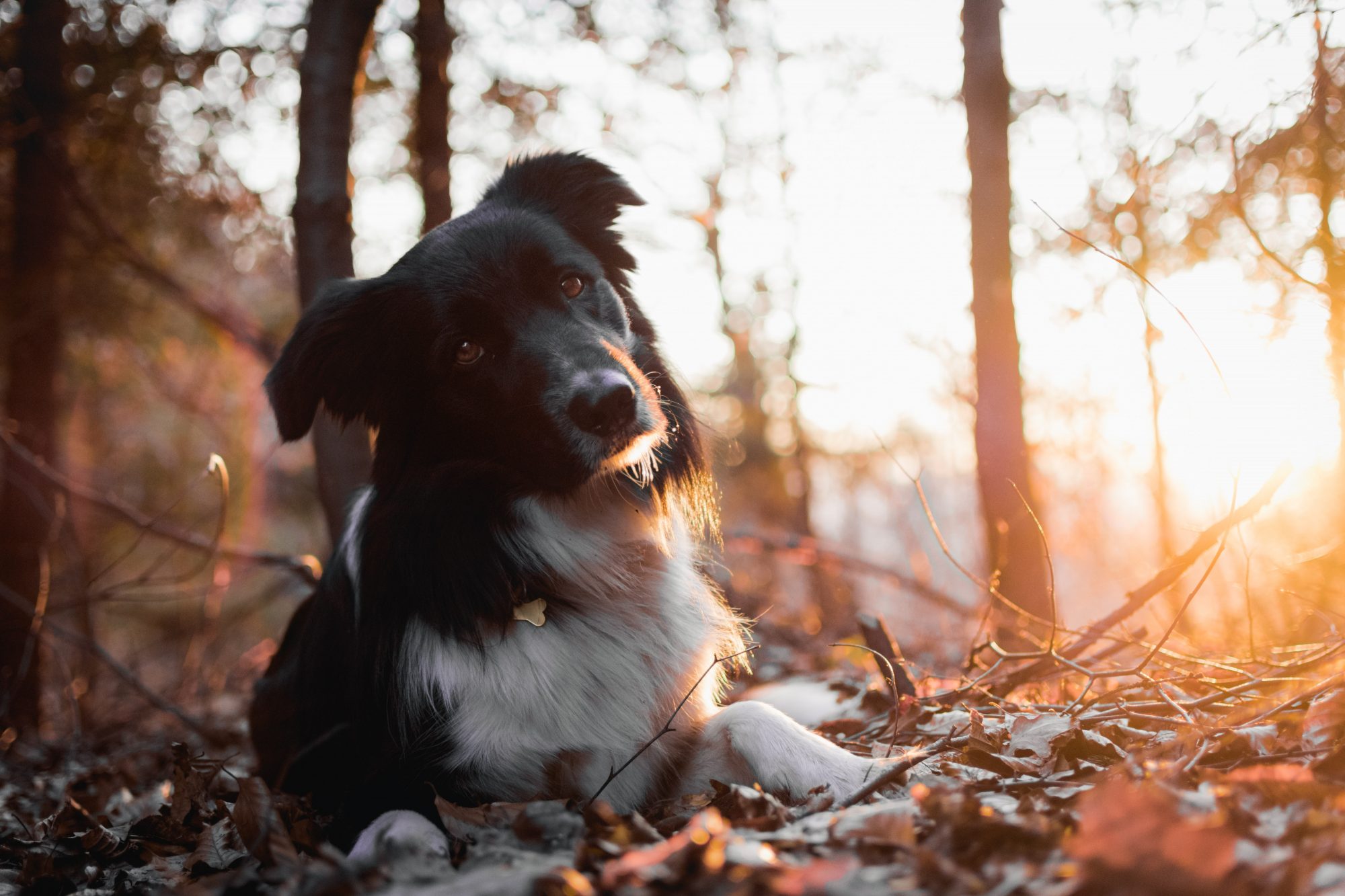 Porque é que os cães inclinam a cabeça quando falamos com eles?