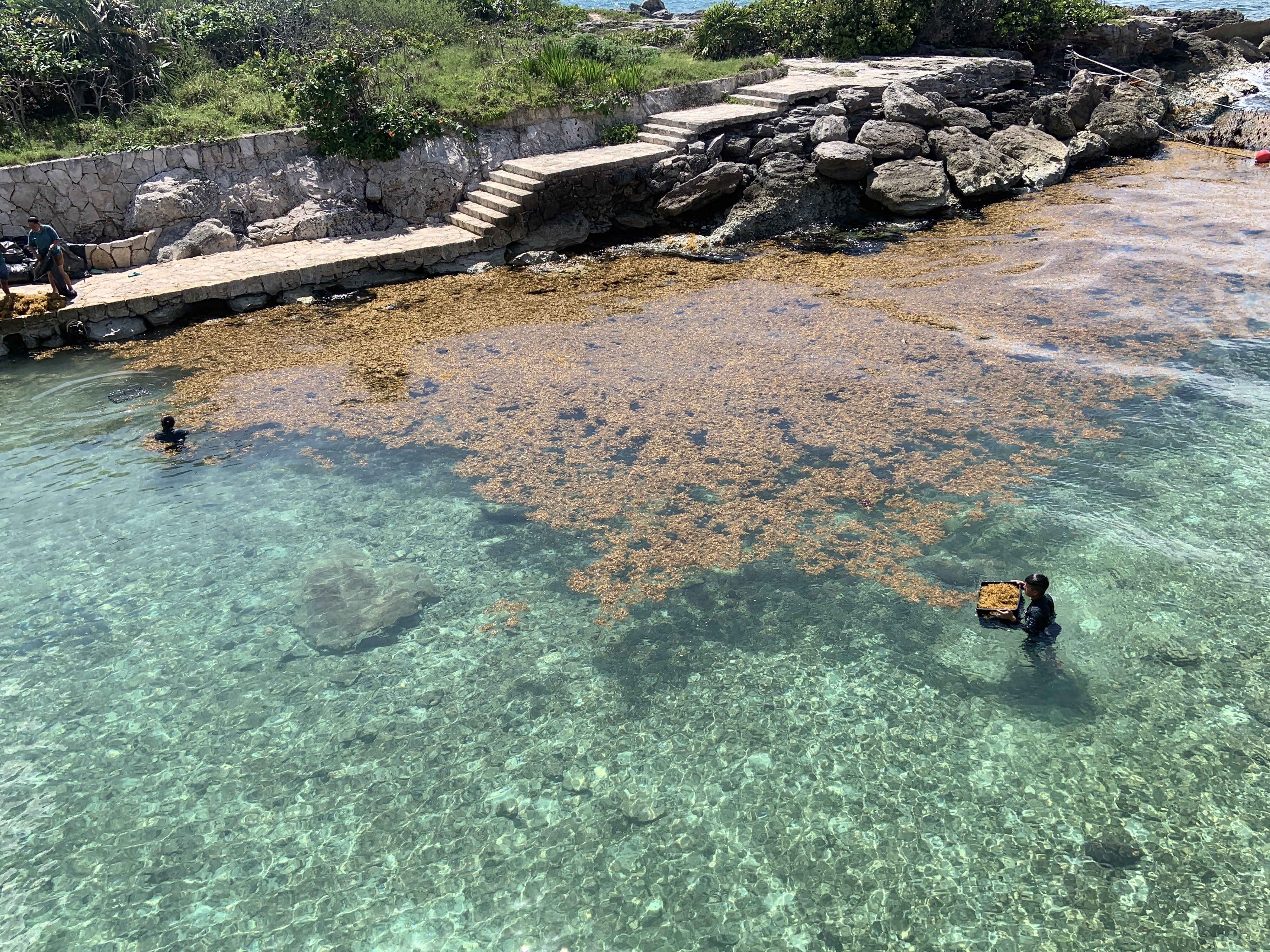 Sargaço México Sargaço México