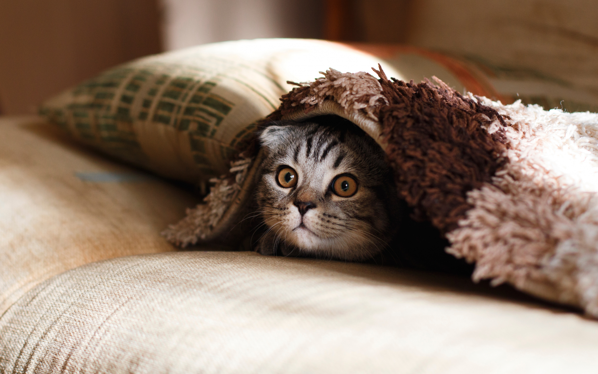 10 coisas que pode (e deve) aprender com o seu gato