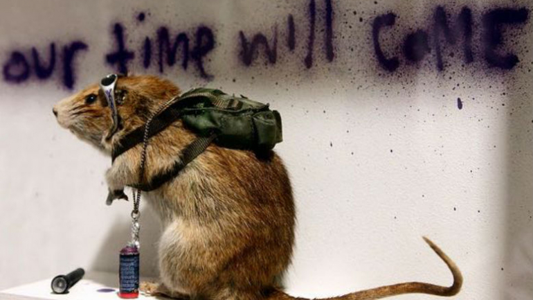 De Paris Hilton com cabeça de chihuahua, às partidas em vários museus. 29 factos, alguns desconcertantes, sobre Banksy