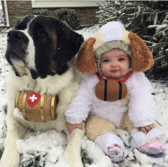 Estes são os maiores cães (e mais fofos) que vai ver hoje