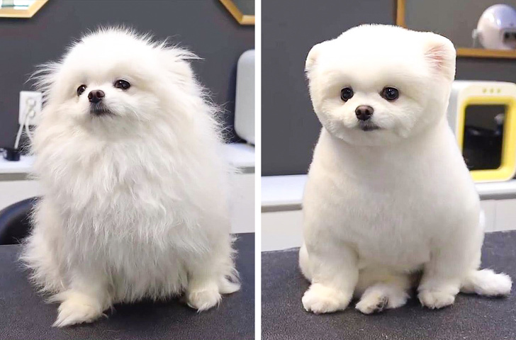 As fotos hilariantes de 16 cães antes e depois de terem sido tosquiados